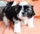 Shih Tzu Puppies for sale in Eagle City, OK 73724, USA. price: NA