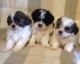 Shih Tzu Puppies for sale in Michigan City, IN, USA. price: NA