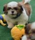 Shih Tzu Puppies for sale in Bristol, CT 06010, USA. price: NA