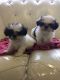 Shih Tzu Puppies for sale in Newark, NJ, USA. price: $400