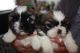 Shih Tzu Puppies for sale in South Daytona, FL 32119, USA. price: $350