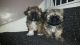 Shih Tzu Puppies for sale in Oklahoma City, OK, USA. price: $400
