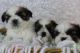 Shih Tzu Puppies for sale in Lansing, MI, USA. price: NA
