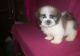 Shih Tzu Puppies for sale in Ashaway Rd, Westerly, RI 02891, USA. price: NA