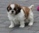 Shih Tzu Puppies for sale in Chesnee, SC 29323, USA. price: NA