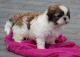 Shih Tzu Puppies for sale in Cheyenne, WY, USA. price: NA