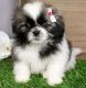 Shih Tzu Puppies for sale in Mililani, HI 96789, USA. price: $500