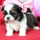 Shih Tzu Puppies for sale in Canoga Park, Los Angeles, CA, USA. price: NA