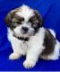 Shih Tzu Puppies for sale in Utah County, UT, USA. price: NA