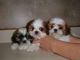 Shih Tzu Puppies for sale in Charlotte, NC, USA. price: NA