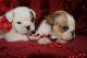 Shih Tzu Puppies for sale in Grand Rapids, MI, USA. price: $250