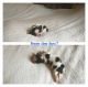 Shih Tzu Puppies for sale in London, KY, USA. price: NA