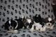 Shih Tzu Puppies for sale in Northview Ave, Anderson, SC 29625, USA. price: NA