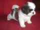 Shih Tzu Puppies for sale in Portland, OR 97201, USA. price: NA