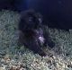 Shih Tzu Puppies for sale in Windsor, VA 23487, USA. price: NA