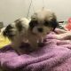 Shih Tzu Puppies for sale in Berlin, CT, USA. price: NA
