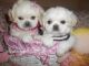 Shih Tzu Puppies for sale in West Bloomfield Township, MI, USA. price: NA