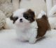 Shih Tzu Puppies for sale in Bridgeport, CT 06608, USA. price: NA
