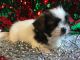 Shih Tzu Puppies for sale in Broxton, GA 31519, USA. price: NA
