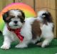 Shih Tzu Puppies for sale in Mackville Harrodsburg Rd, Mackville, KY 40040, USA. price: NA