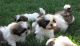 Shih Tzu Puppies for sale in Aurora, IL 60502, USA. price: $500