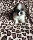 Shih Tzu Puppies for sale in Belleville, ON K8N 4Z7, Canada. price: NA