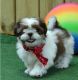 Shih Tzu Puppies for sale in Stewarts Point, CA 95480, USA. price: NA