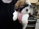 Shih Tzu Puppies for sale in Millersburg, IN 46543, USA. price: NA