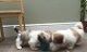 Shih Tzu Puppies for sale in Ocala, FL 34470, USA. price: $550