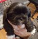 Shih Tzu Puppies for sale in Lawrenceville, GA, USA. price: $375