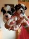 Shih Tzu Puppies for sale in Toronto, ON, Canada. price: $750