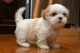 Shih Tzu Puppies for sale in Albuquerque, NM 87101, USA. price: NA