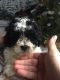 Shih Tzu Puppies for sale in Millersport, OH 43046, USA. price: NA