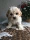 Shih Tzu Puppies for sale in Millersport, OH 43046, USA. price: NA