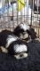 Shih Tzu Puppies for sale in Benton, IL 62812, USA. price: NA