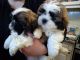 Shih Tzu Puppies for sale in TX-121, McKinney, TX, USA. price: NA