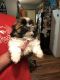 Shih Tzu Puppies for sale in Council Bluffs, IA, USA. price: NA