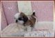 Shih Tzu Puppies for sale in Richmond, MI 48062, USA. price: NA