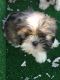 Shih Tzu Puppies for sale in FL-535, Orlando, FL, USA. price: NA