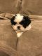 Shih Tzu Puppies for sale in Los Andes St, Lake Forest, CA 92630, USA. price: NA