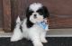 Shih Tzu Puppies for sale in Crystal City, MO, USA. price: NA