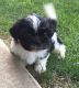 Shih Tzu Puppies for sale in Bessemer, AL, USA. price: NA