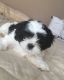Shih Tzu Puppies for sale in Springfield, MA, USA. price: NA