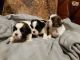 Shih Tzu Puppies for sale in Florida St, Elizabeth, NJ 07206, USA. price: NA