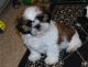 Shih Tzu Puppies for sale in Charleston, WV, USA. price: $350
