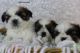 Shih Tzu Puppies for sale in IL-59, Plainfield, IL, USA. price: $250