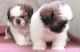 Shih Tzu Puppies for sale in IL-59, Plainfield, IL, USA. price: $250