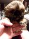 Shih Tzu Puppies for sale in Blanchester, OH 45107, USA. price: NA