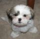 Shih Tzu Puppies for sale in Ohio Pike, Amelia, OH 45102, USA. price: $400