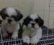 Shih Tzu Puppies for sale in Bountiful, UT 84010, USA. price: $500